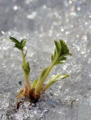 冻土里什么植物可以生长？地面芽植物反映的气候特点