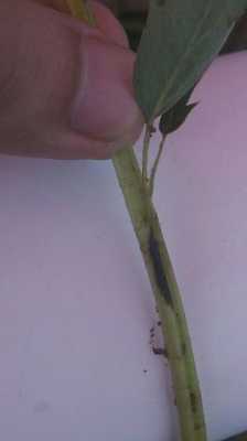 茎上有刺的花？植物茎折断了怎么办