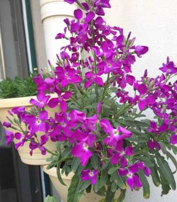 紫罗兰花是什么时候（紫罗兰花什么时候播种）-图2