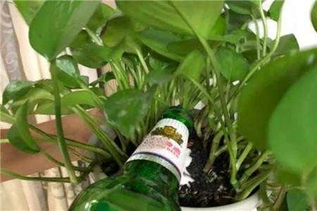 往花里浇啤酒好么？植物能不能用啤酒灌溉