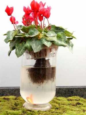 冬天不会枯萎的水生植物？冬天可以养的水培植物-图3