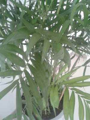 宽叶的竹子是什么竹子？象竹形的大叶子植物-图1