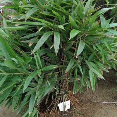 宽叶的竹子是什么竹子？象竹形的大叶子植物-图3