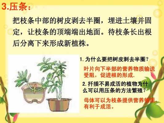 植物的繁殖方式有哪两种类型？用叶子繁殖后代的植物有