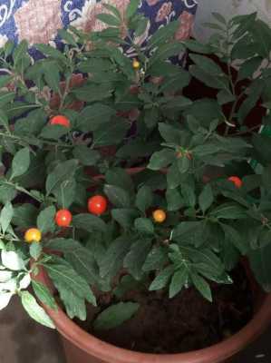 叶子像西红柿叶,较小,结小红果的盆栽植物，叫什么？急？盆栽结圆形红果植物图片-图1