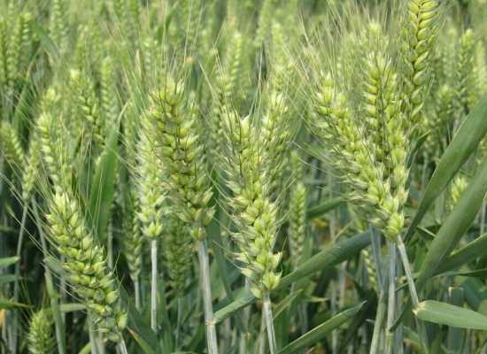小麦是长日作物还是短日作物？长日照植物起源于哪里-图2