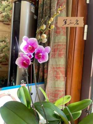 蝴蝶兰花香味儿浓吗（蝴蝶兰花什么味道）