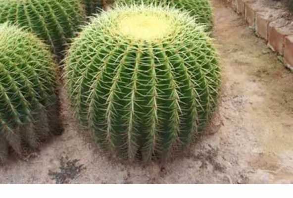 沙漠最耐旱的十大植物？有哪些耐旱植物图片-图2