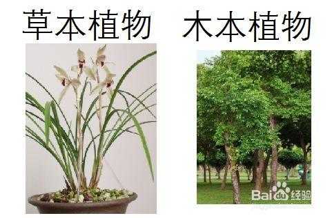 陆生植物与草本植物的区别？什么是木本和草本植物