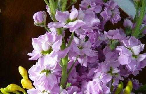 紫罗兰花能放在室内吗（紫罗兰花有毒吗可以放室内吗）
