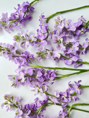 单瓣紫罗兰花（单瓣紫罗兰花语）