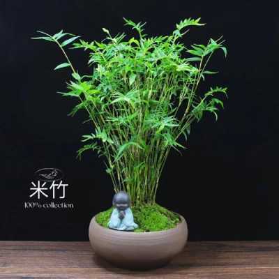 家里可以养竹子吗？家里适合养竹子植物图片-图2