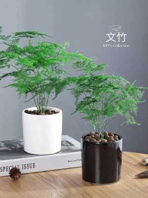 家里可以养竹子吗？家里适合养竹子植物图片-图3