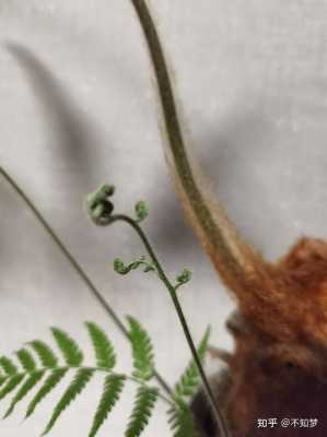 金丝猴蕨是怎么长枝的？金丝猴蕨类型的植物-图3