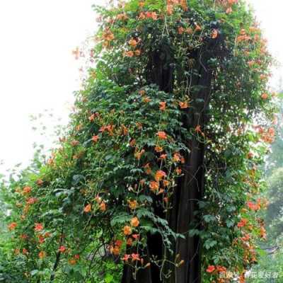 北方耐寒十大爬藤果树？北方木本花卉植物图片