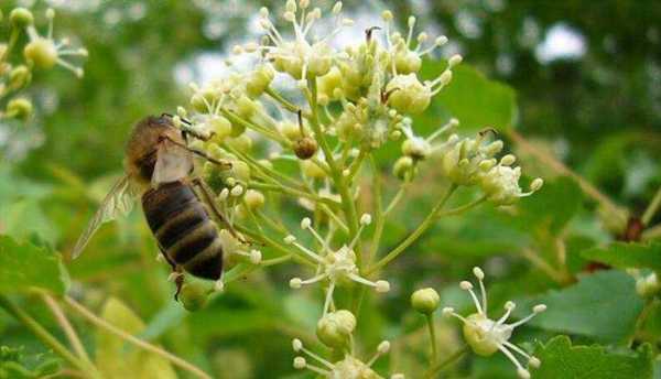 一等蜂蜜花种来源主要有？种植中蜂蜜源植物品种