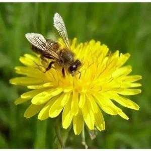 一等蜂蜜花种来源主要有？种植中蜂蜜源植物品种-图2