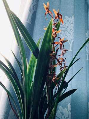 植物墨兰花图片（植物墨兰花图片欣赏）-图1