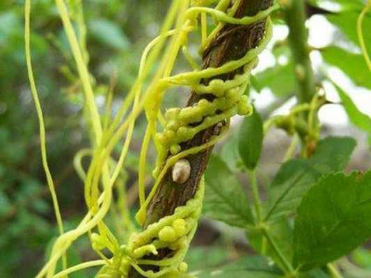 为什么说菟丝子是寄生植物？寄生生长的植物图片