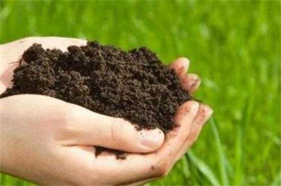 什么是酸性沙质土壤？喜酸性土壤的室内植物-图3
