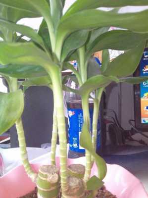 这种植物名字叫什么，长得有点像竹子的小盆栽？与富贵竹相似的植物