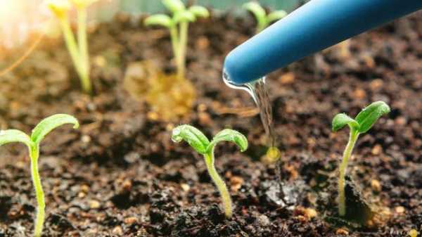 土壤水分对植物耐寒力的影响有哪些？植物水分生理有哪些问题