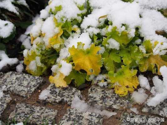 为什么冬季绿色植物不怕冷？耐寒植物被冻住还能活吗