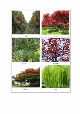 南方十大名贵庭院树种？木植物图片及名称大全-图3