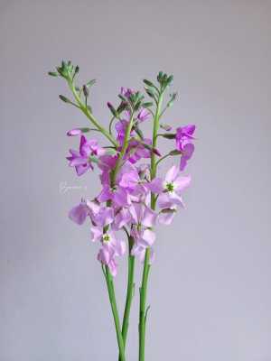 粉色紫罗兰花一束（紫色紫罗兰花）-图3