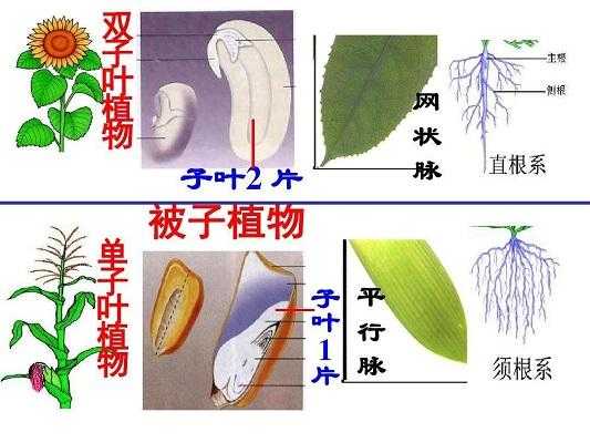 举出几个常见的单子叶植物和双子叶植物？经济作物的植物有哪些-图3