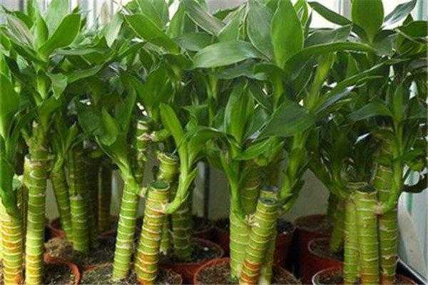 富贵竹怎么养才能更旺盛富贵竹养殖要点？富贵竹植物养护的方法-图2