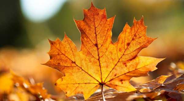 秋天,树上的叶子后面是什么？秋天的植物图片和文字