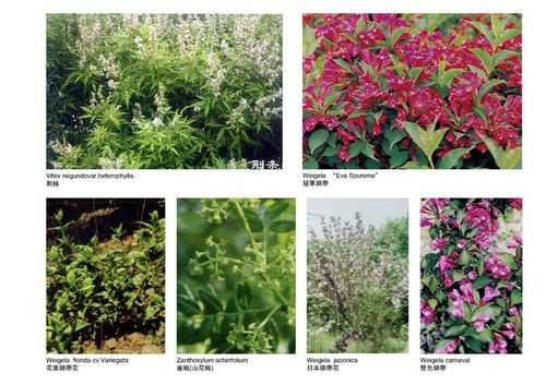 适合北方庭院种植的花卉有什么好的品种？北方野生植物图片大全