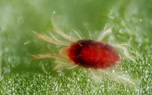 家里为什么会有红色的小蜘蛛？室内植物红蜘蛛怎么办-图3