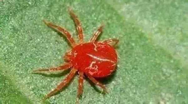 家里为什么会有红色的小蜘蛛？室内植物红蜘蛛怎么办