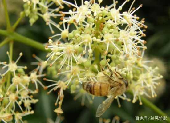 八月份流蜜的蜜源植物？冬季开花的蜜源植物有哪些-图3