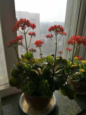长寿花休眠期的养护方法？植物休眠期需要光照吗