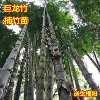 巨龙竹和楠竹哪个大？竹子长植物图片及名称-图2