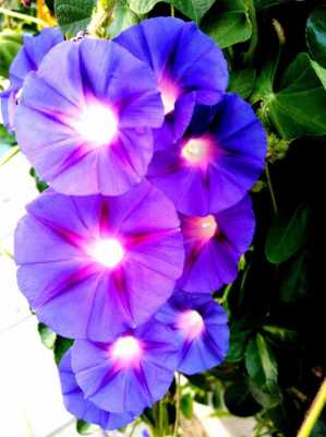 紫色小喇叭花是什么植物？牵牛花属于哪类植物
