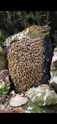 排蜂蜡可以诱中蜂吗？中蜂最爱采的蜜源植物-图2