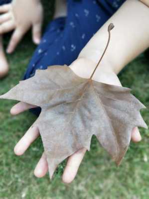 梧桐树叶像手掌中‘’手掌是指什么？这里是用来比喻梧桐叶的什么？叶子像手掌的植物图片-图3