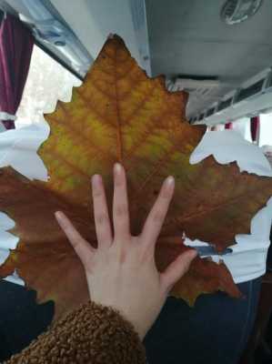 梧桐树叶像手掌中‘’手掌是指什么？这里是用来比喻梧桐叶的什么？叶子像手掌的植物图片-图2