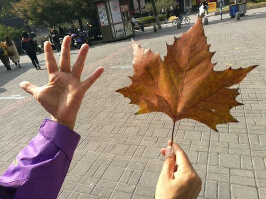 梧桐树叶像手掌中‘’手掌是指什么？这里是用来比喻梧桐叶的什么？叶子像手掌的植物图片-图1
