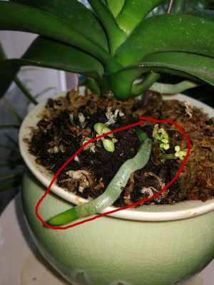 蝴蝶兰花芽和气生根的区别（蝴蝶兰的气生根太多了有没有害处吗）-图1