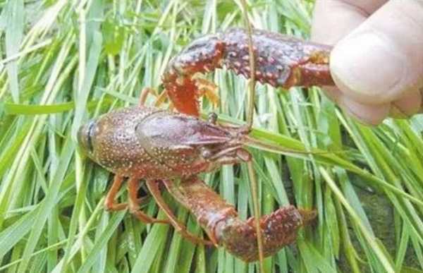 玉米可以喂龙虾吗？玉米等植物性饲料龙虾-图2