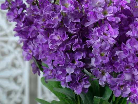 紫罗兰花有什么价值（紫罗兰花的作用是什么）-图2