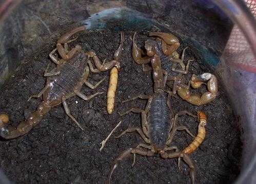 蝎子吃馒头吗？蝎子一般吃什么植物-图1