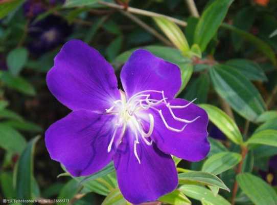紫色的花都有哪些？紫色的植物是什么名字-图3