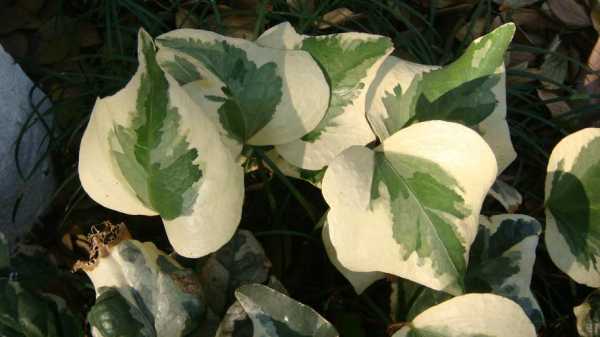 似灰似绿的叶叫啥花草？灰白色叶子植物图片
