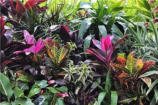 为什么叫热带植物？热带植物名称和简介